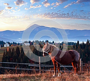 Horse and early morning autumn Carpathian mountain village, Ukraine