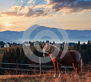 Horse and early morning autumn Carpathian mountain village, Ukraine