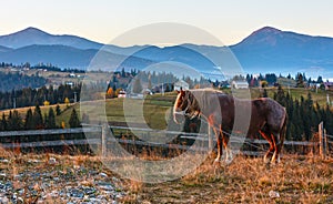 Horse and early morning autumn Carpathian mountain village, Ukraine.