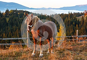 Horse and early morning autumn Carpathian mountain village, Ukraine.