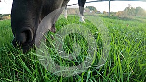 Horse eat grass close up