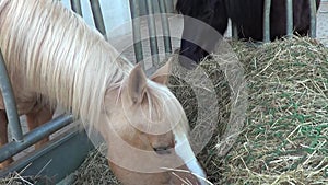 Horse eat hay in stable