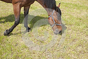 Horse is eating