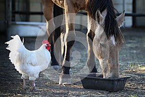 Horse eating with chicken watchng