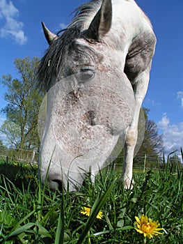 Horse eating dandelion