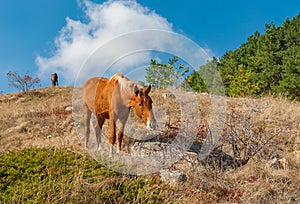 Horse eating favorite dainty hips berries in Crimean mountains