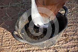 Horse eating feed from a bucket