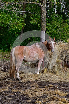 Horse eating from a feed bunk