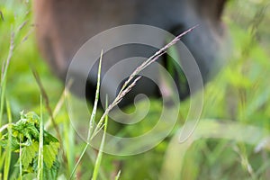 Horse eating grass