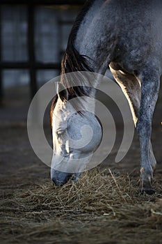 Horse eating grass