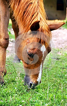 Horse eating a grass