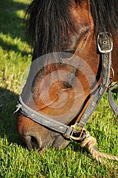 Horse eating grass