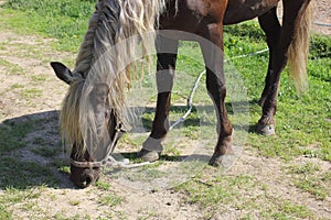 Horse eating grass