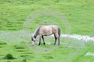 Horse eating grass