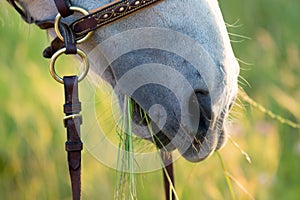 Horse eating grass