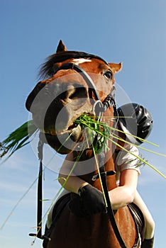 Horse eating grass photo