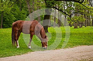 A horse eating the grass