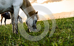 Horse eating grass