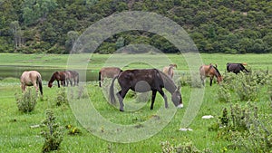 A horse eating grass