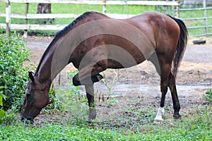 Horse Eating Grass