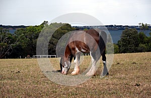 Horse eating grass on Churchill Island Heritage Farm