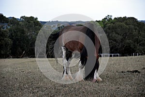 Horse eating grass on Churchill Island Heritage Farm