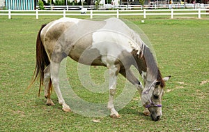 Horse eating grass on the field