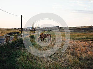 Horse eating grass in a field on a meadow and blue sky with fresh air