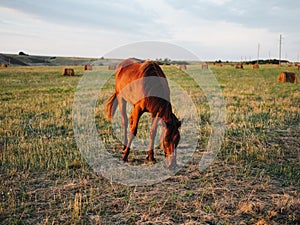 Horse eating grass in a field on a meadow and blue sky with fresh air