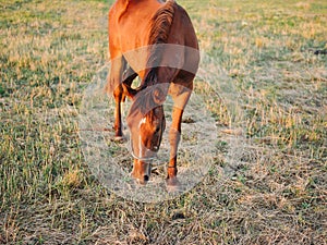 Horse eating grass in a field on a meadow and blue sky with fresh air