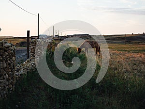 Horse eating grass in a field on a meadow and blue sky with fresh air