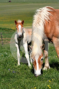 Horse eating grass and foal