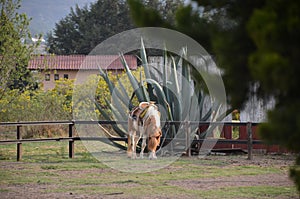Horse eating grass in front of a cactasea photo