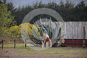 Horse eating grass in front of a cactasea photo