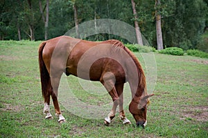 Horse eating grass on a green meadow in the summer.