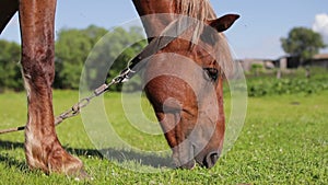 Horse eating grass on green meadow at sunny day. Farming.