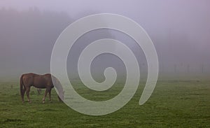 Horse eating grass in heavy fog