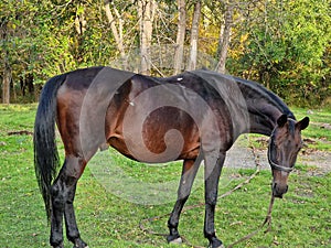 Horse eating grass on the lawn in the forest artiodactyls