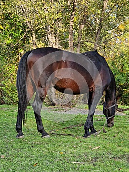 Horse eating grass on the lawn in the forest artiodactyls