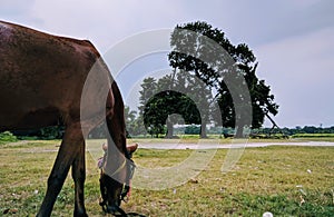 A horse eating grass in maidan .