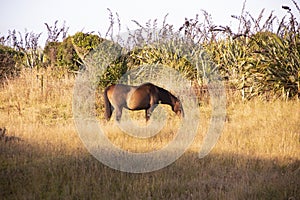 Horse eating grass in the meadow