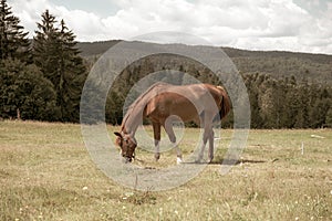 Horse eating grass meadow