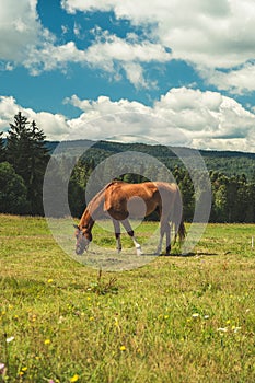 Horse eating grass meadow