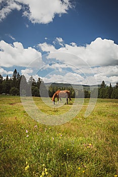 Horse eating grass meadow