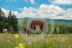 Horse eating grass meadow