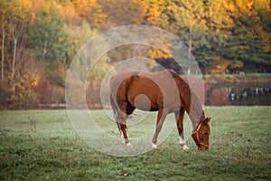 Horse eating grass on a meadow