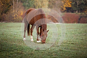 Horse eating grass on a meadow