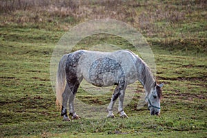 Horse eating grass on a meadow