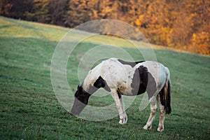 Horse eating grass on a meadow