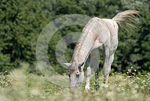 Horse eating grass on meadow